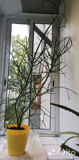 Кактус молочай