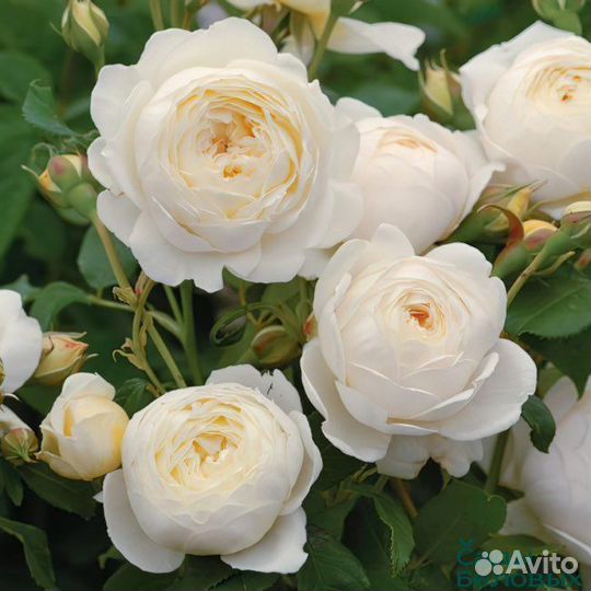 Саженцы роз зкс опт и розница