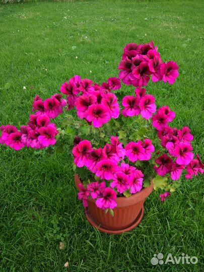 Пеларгонии сортовые