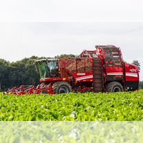 Уборка сахарной свеклы, Усть-Лабинск