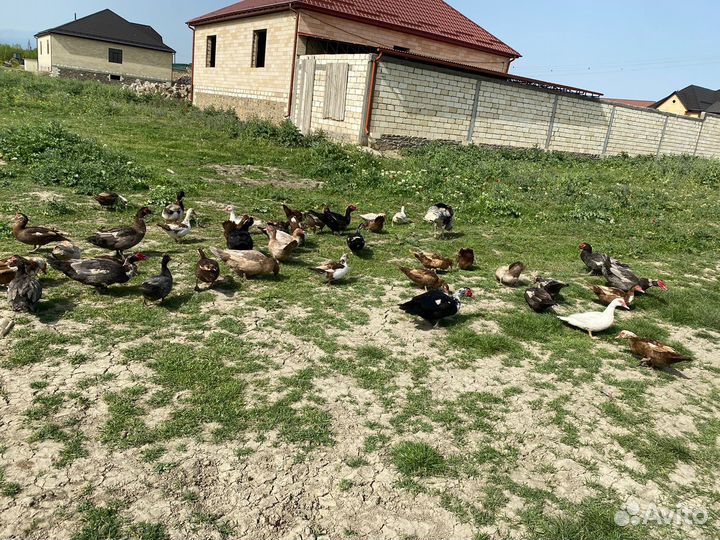 Яйцо индоутки