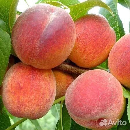Персик Ред Хевен саженцы