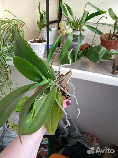 Орхидея фаленопсис пелорик