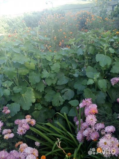 Хризантема корейская