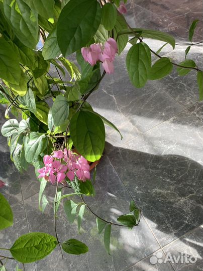 Клеродендрум томпсона бронь