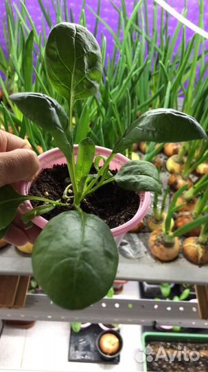 Микрозелень