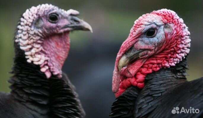 Обвальщики. Вахта. Г. Шахты