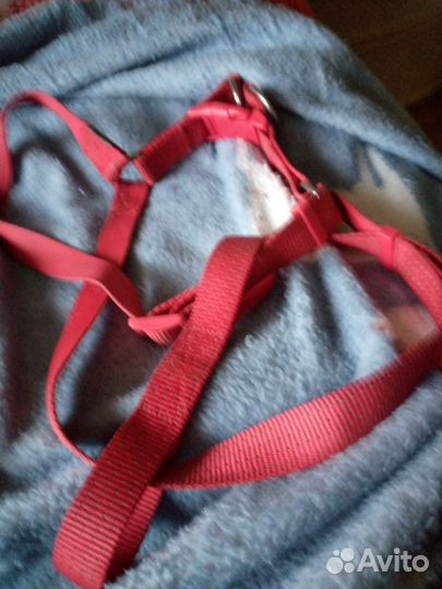 Шлейка для собаки