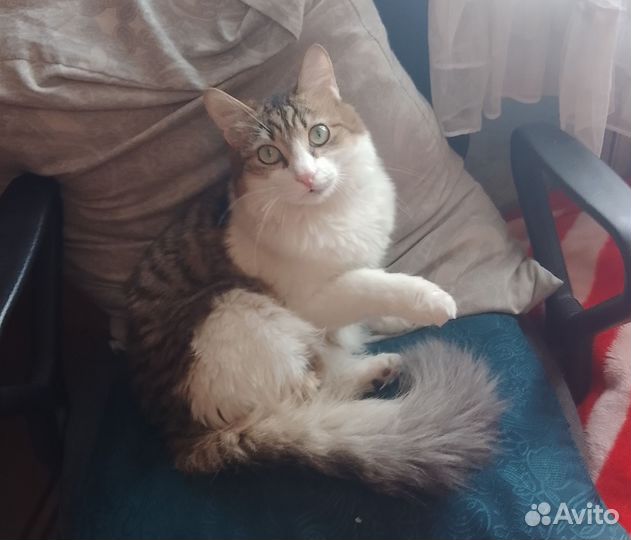 Кот в добрые руки