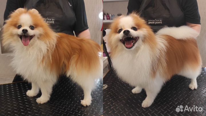 Стрижка собак/груминг