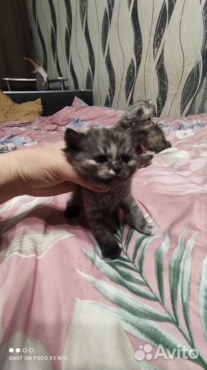 Котятки в добрые ручки