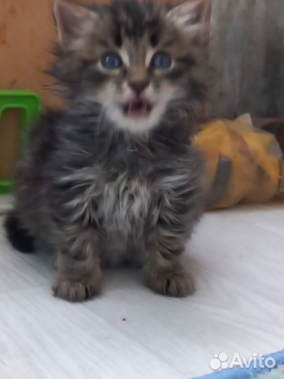 Кошка в дар бесплатно