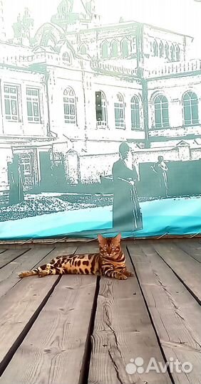 Бенгальский кот вязка