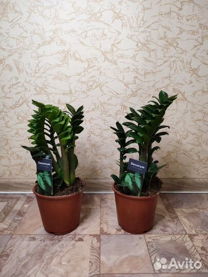 Замиокулькас зензи