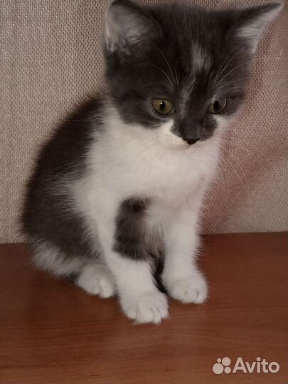 Отдам котят в добрые руки)