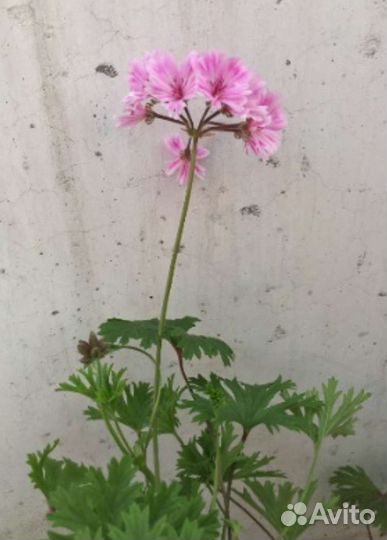 Душистые пеларгонии