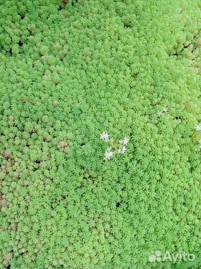 Очиток (Седум) лидийский (Sedum Lydium)