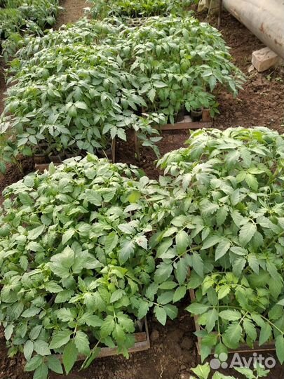 Рассада помидор огурцов перцев