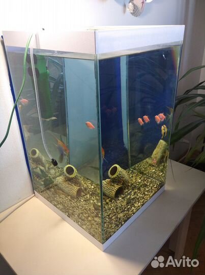 Аквариум с рыбками
