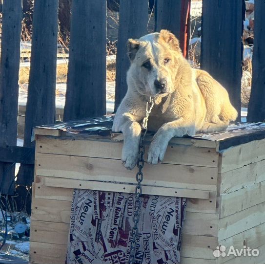 Чистокровный алабая