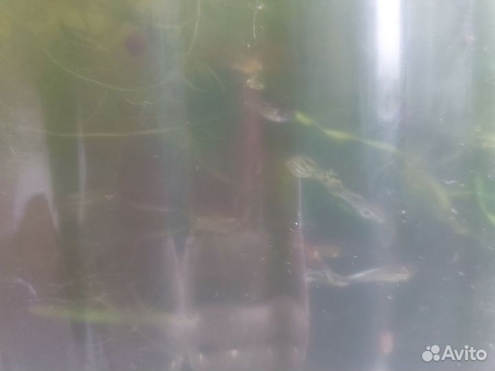 Рыбки гуппи