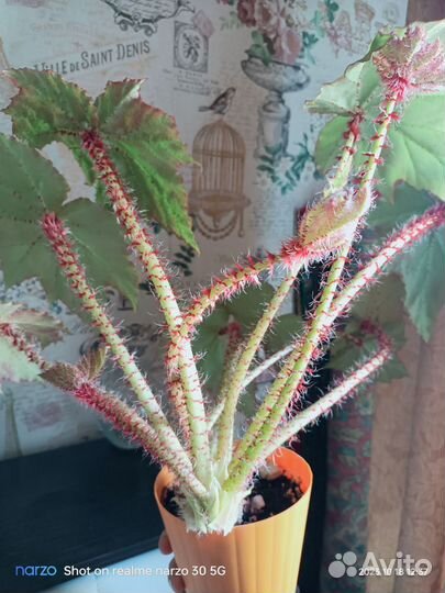 Бегония манжетная