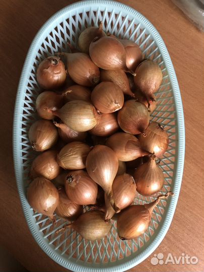 Лук для посадки