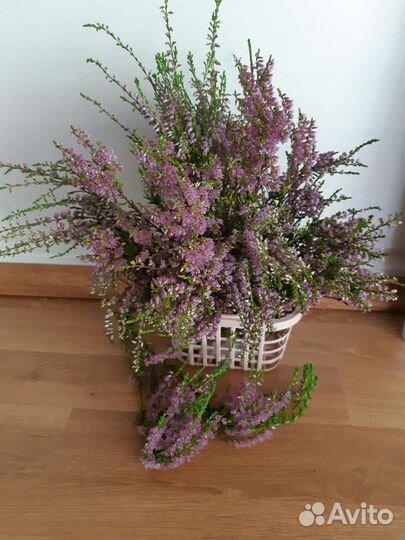 Вереск саженцы