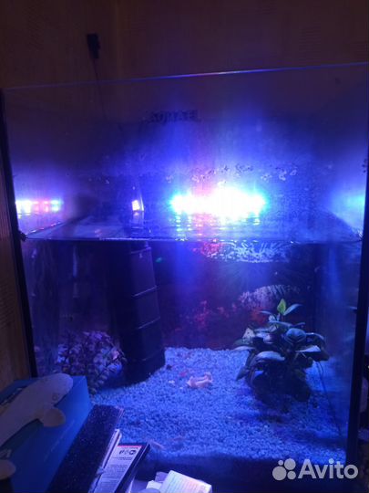 Аквариум с содержимым