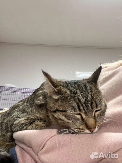 Красивая кошечка в Добрую семью