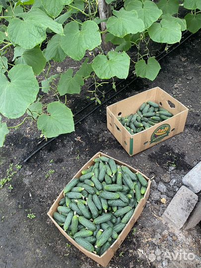 Огурцы и помидоры свежие