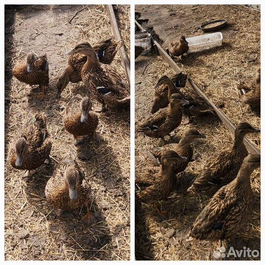 Подсадные утки