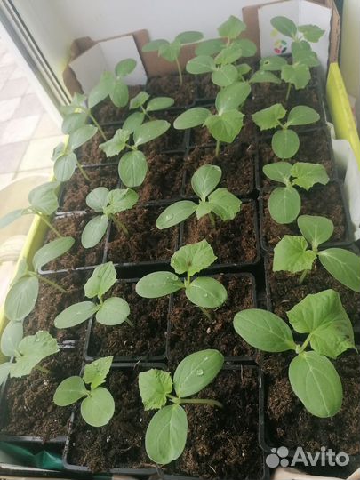 Рассада огурцов, тыка, кабачков, примула