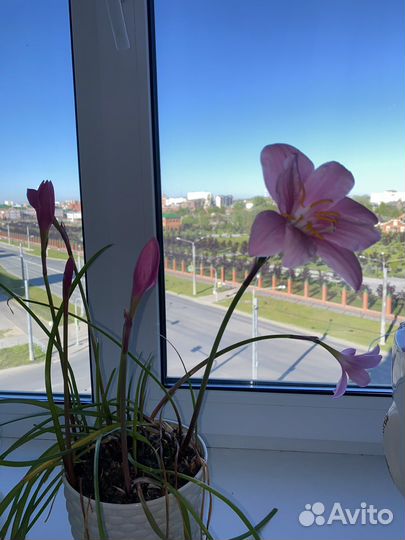 Зефирантес