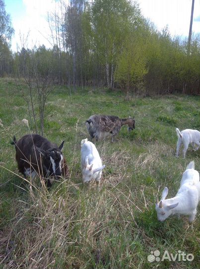 Продаю коз