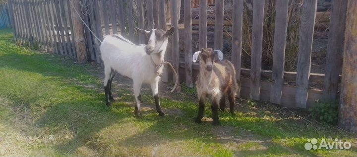 Козел альпийский