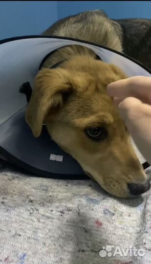 Собака ищет дом