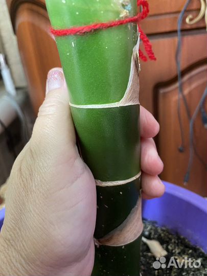 Диффенбахия