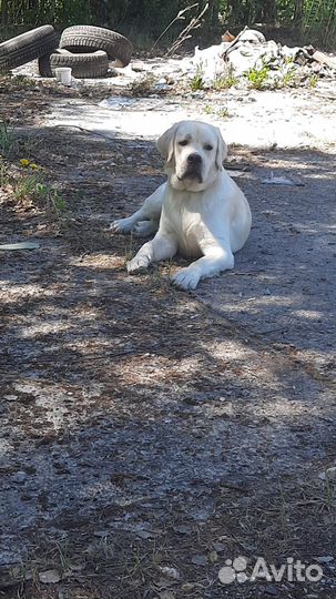 Кабель лабрадора для вязки