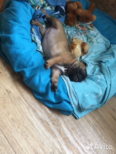 Передержка собак и других животных