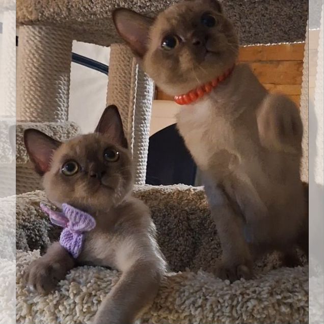 Американский бурманский котёнок