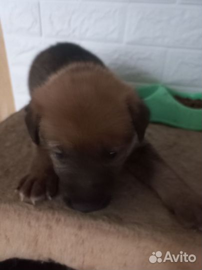 Собаки щенки немецкая овчарка