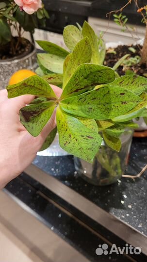 Синадениум Рубра Дерево Любви