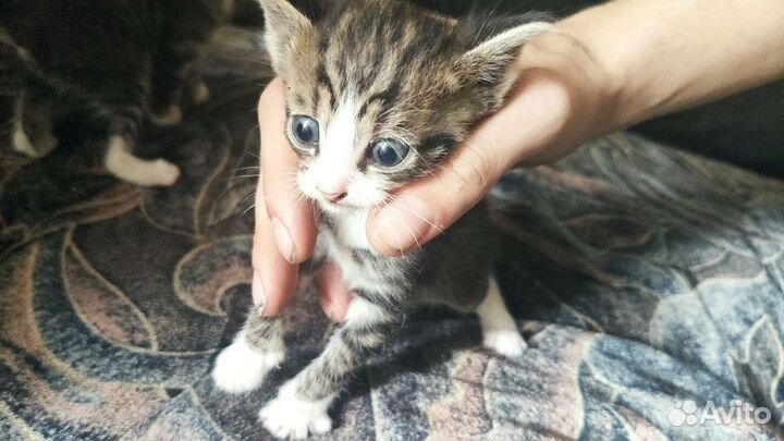 Кошки в добрые руки бесплатно