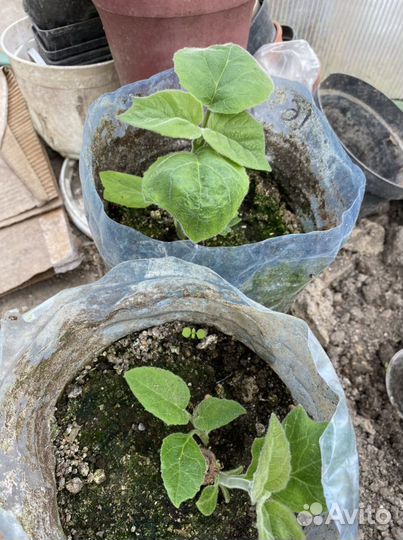 Павловния войлочная