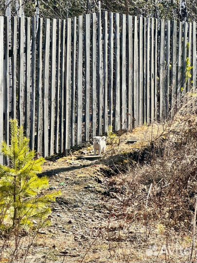 Щеночки ищут дом