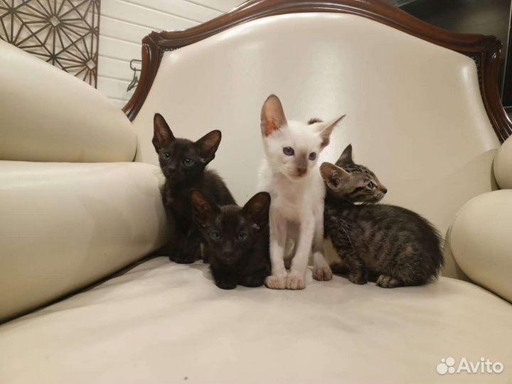 Ориентальные котята