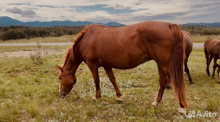 Кобылы, жеребцы