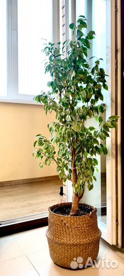 Фикус 1,25 м