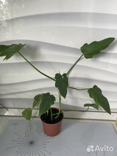 Цветок плетущийся стебельчатый, лиана